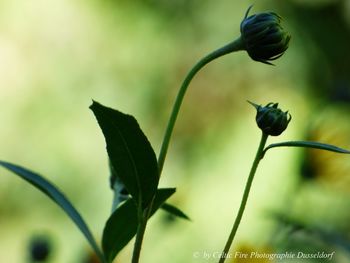 Close-up of flowering plant