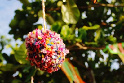 Close-up of pink flowering plant