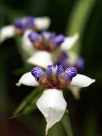 Close-up of white iris flower