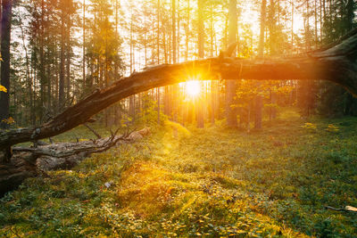 Trees in forest