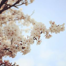 Low angle view of cherry blossoms against sky