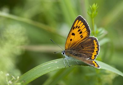 Close-up of butterfly perching on plant outdoors