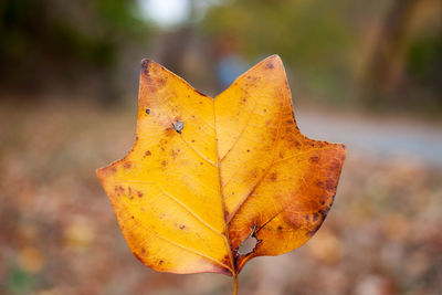 Close-up of autumn leaf