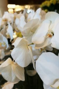 Close-up of white flowers blooming outdoors