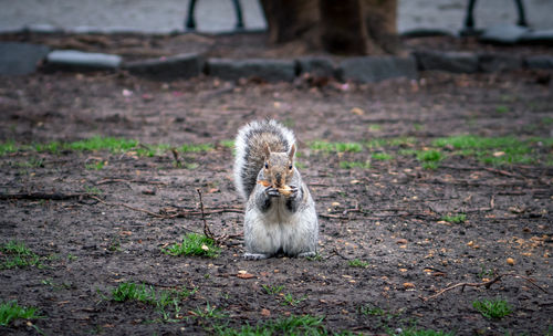 Squirrel in a park in springtime