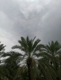 Low angle view of palm trees against cloudy sky