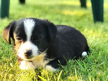 Close-up of dog relaxing on field