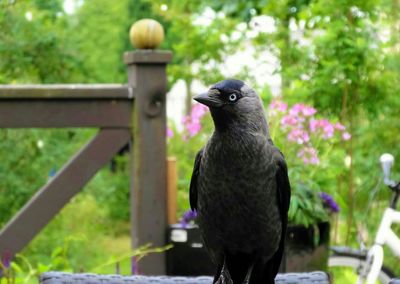 Close-up of bird perching on railing