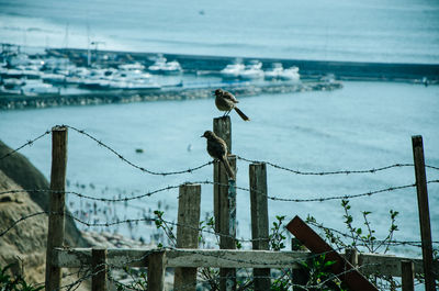 Seagull on wooden post by sea against sky