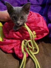 Portrait of cat on purple wall