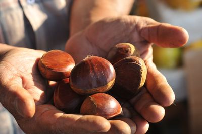 Close-up of hand holding organic chestnuts 