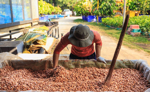 Man collecting cocoa seeds in container