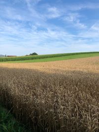 Scenic view of agricultural field against sky