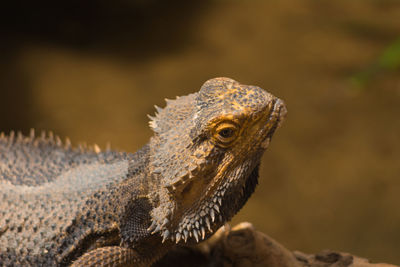 Close-up of lizard on rock