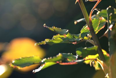 Close-up of plant