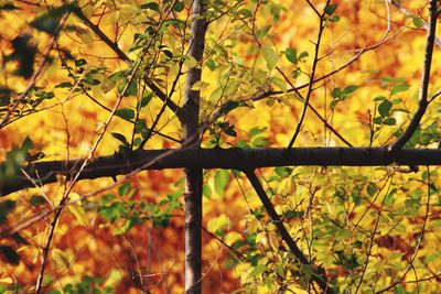 Close-up of autumn leaves on tree