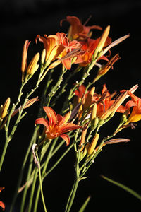 Close-up of orange flowering plant