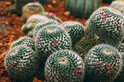 Close-up of succulent plant