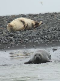 View of sea in the animal