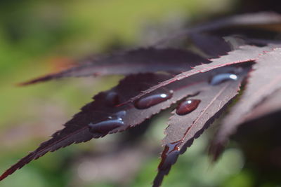 Close-up of wet plant leaves