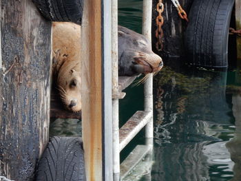 Seals resting on wooden plank