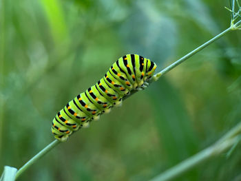 Green caterpillar on branch and green background