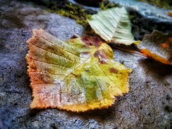 Close-up of leaves