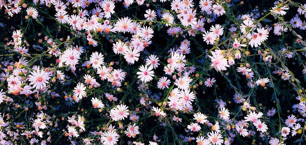 Full frame shot of flowering plants