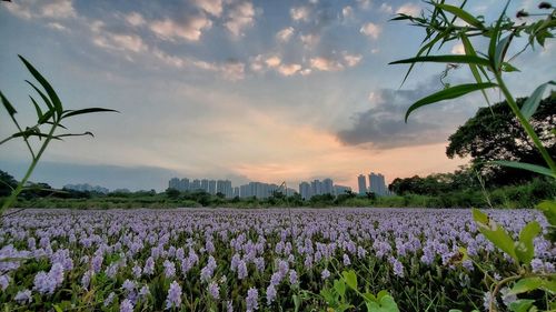 Purple flowering plants on field against sky during sunset