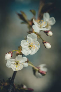 Close-up of white cherry blossoms