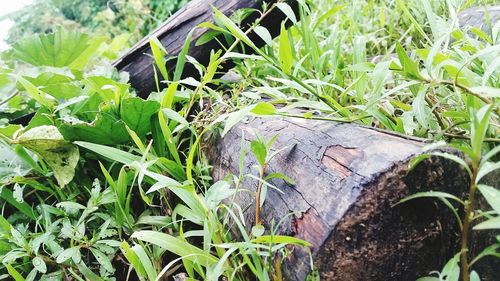 Close-up of fresh green plants in field