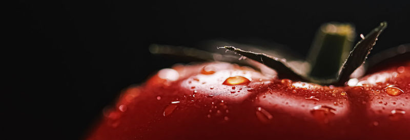 Close-up of wet red flower against black background