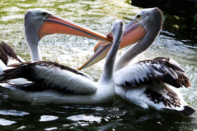 Close-up of swan swimming in lake