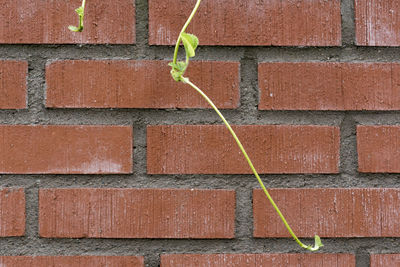 Close-up of brick wall with green plant