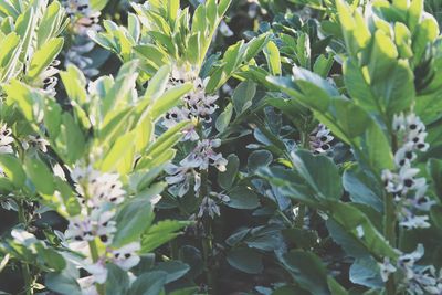 Close-up of insect on plant