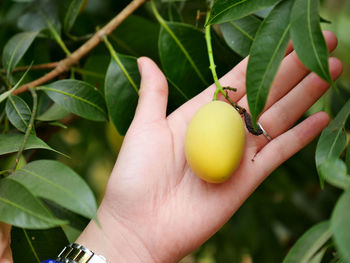 Close-up of hand holding fruits