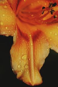 Close-up of wet flower against black background