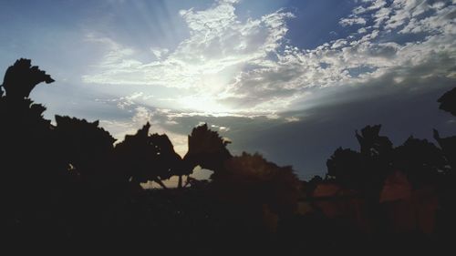 Silhouette trees against sky during sunset