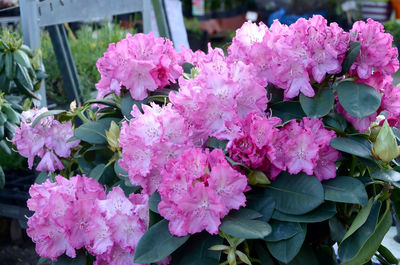 Close-up of pink flowers