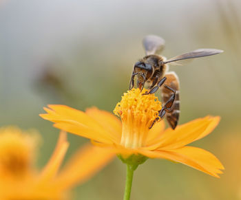 insect
