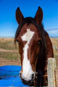 Close up of a horse