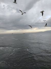 Seagulls flying over sea