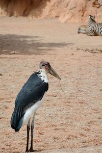 African marabou stork