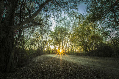 Road amidst trees in forest during sunset