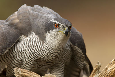 Close-up of eagle