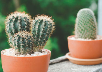 Close-up of succulent plant in pot