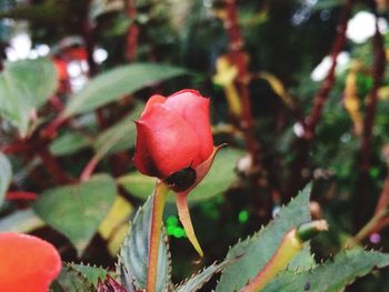 Close-up of red flower