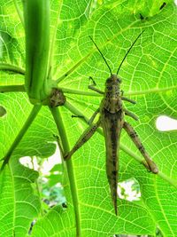 Close-up of insect on leaf