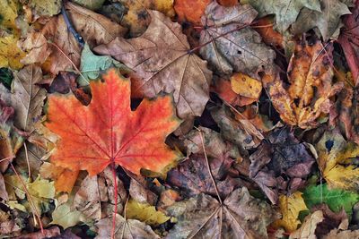 Close-up of maple leaves fallen on tree during autumn