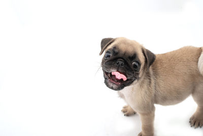 Close-up portrait of a dog over white background